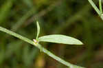 Spotted knapweed